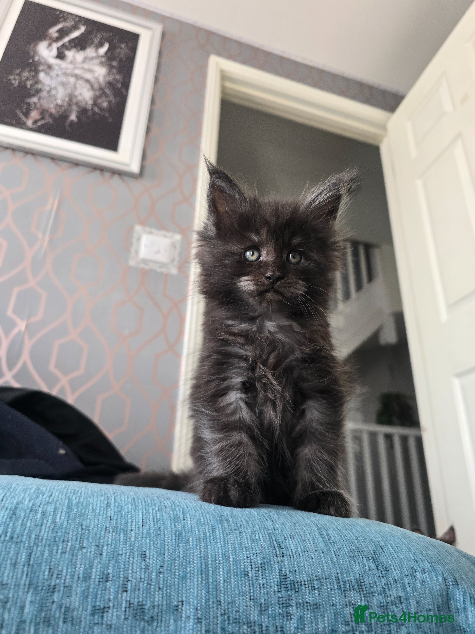 Maine Coon cats Only 1 girl and 1 boy TICA Maine coons available!  - Advert 6