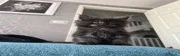 Maine Coon cats for sale: Only 1 girl and 1 boy TICA Maine coons available!  - Advert 1