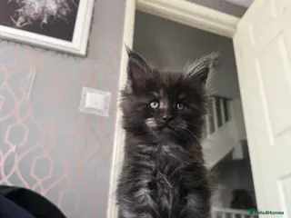 Maine Coon cats Only 1 girl and 1 boy TICA Maine coons available! - Advert 6