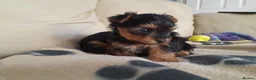 Yorkshire Terrier dogs for sale: Miniature Yorkshire Terrier Pups - Advert 9