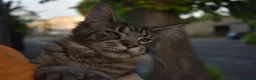 Maine Coon cats for sale: Gorgeous Champion Bloodline Maine Coon Kittens - Advert 25