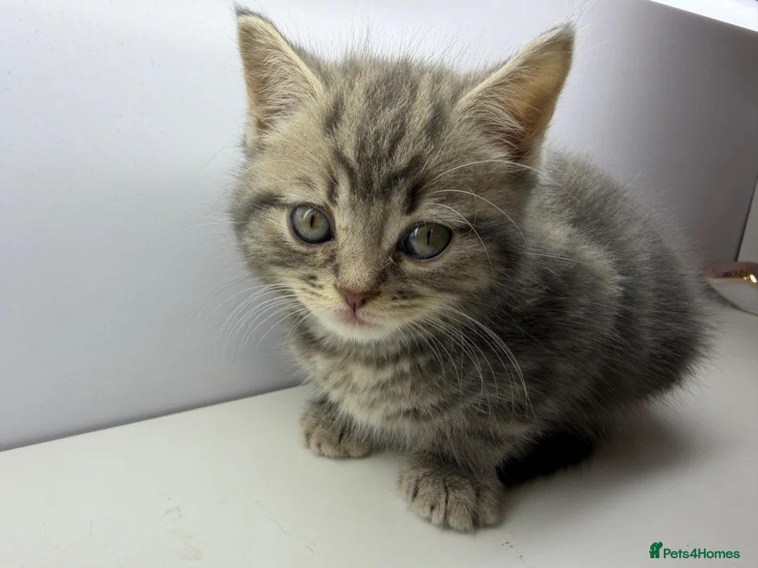 British Shorthair cats for sale: GREY BRITISH SHORTHAIR - Advert 1