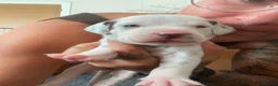 Dalmatian dogs for sale: Exceptional KC Liver Spotted Dalmatian Puppies in Worcester - Advert 16