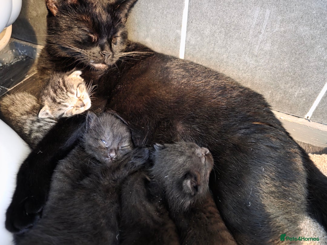 Mixed Breed cats for sale: Bengal cross. And ghost blacks - Image 8