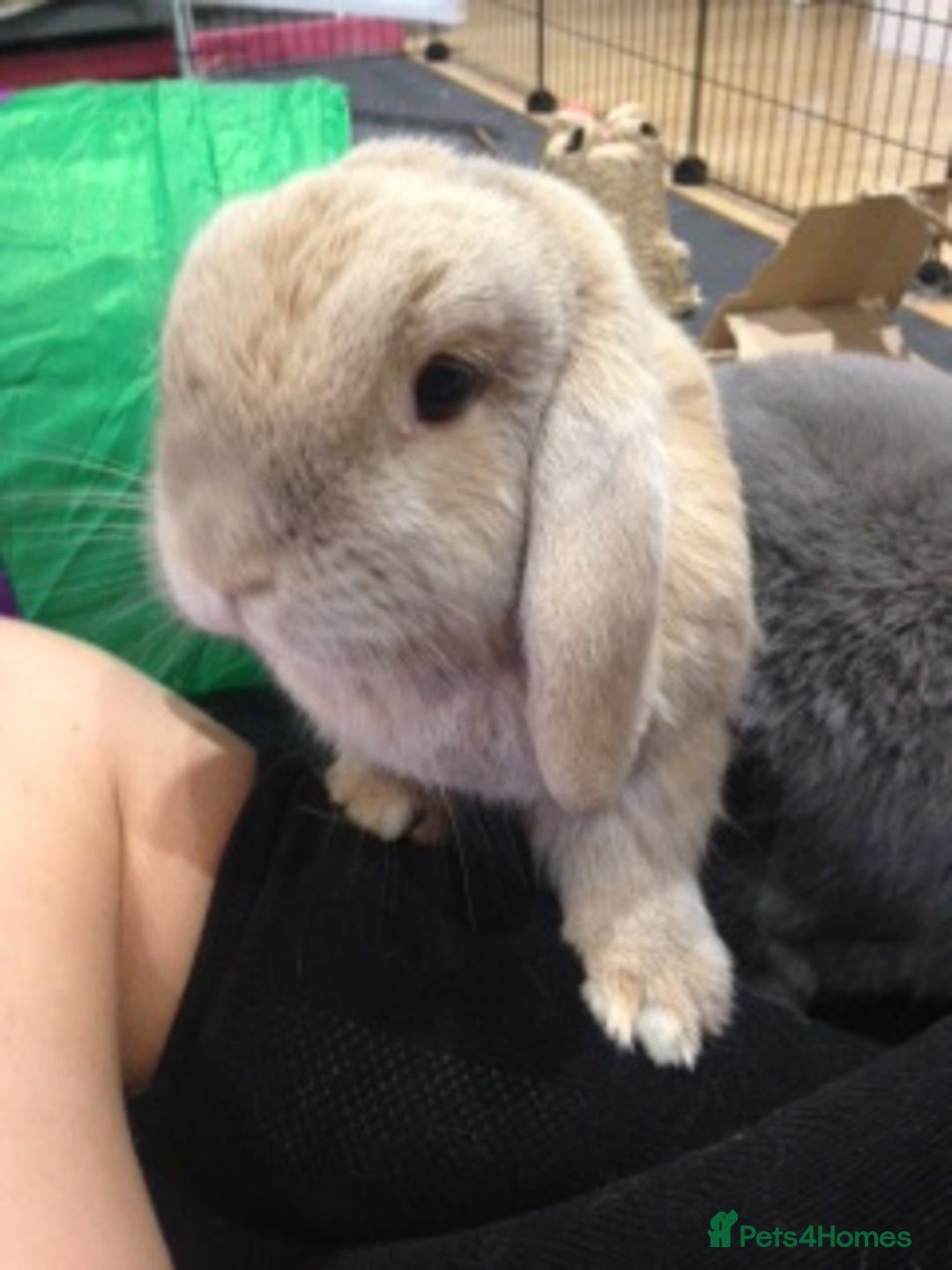 Mini Lop rabbits for sale: Super cute lop rabbits - twin girls - Image 5