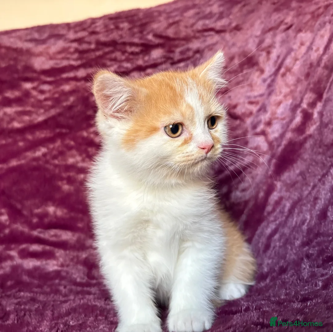 British Shorthair cats for sale: 3 BSH boys looking for their families - Advert 2