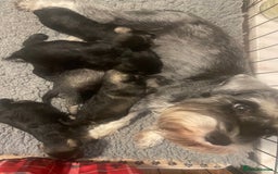 Miniature Schnauzer dogs for sale: Miniature schnauzer puppies ready now🐾 - Image 3