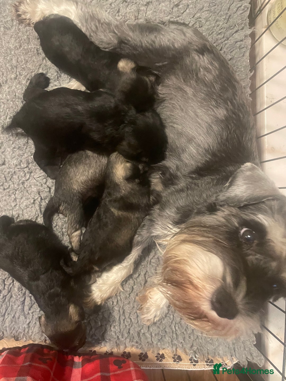 Miniature Schnauzer dogs for sale: Miniature schnauzer puppies ready now🐾 - Image 3
