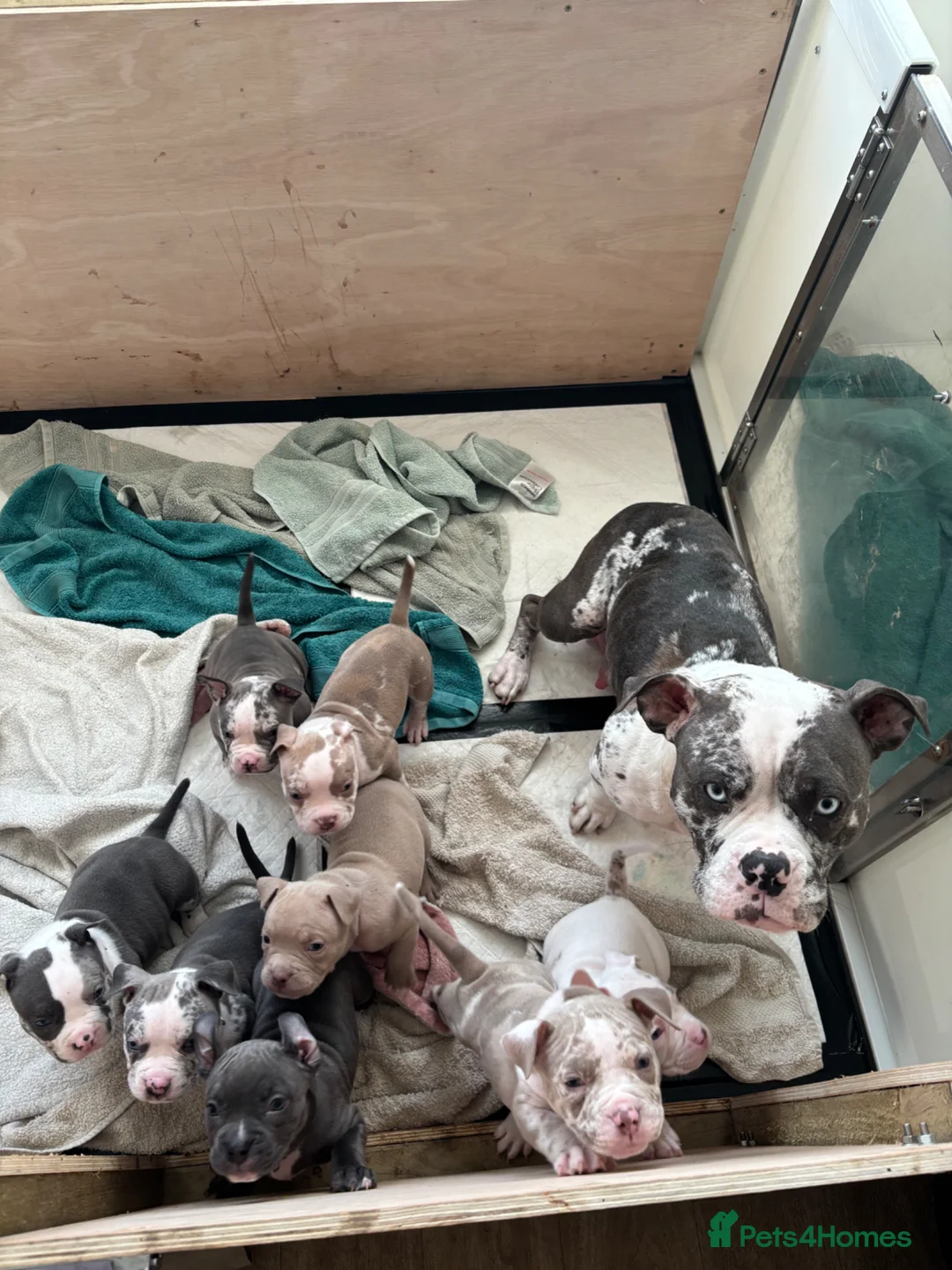 American Bully dogs for sale: Pocket bully litter🐾 - Advert 26