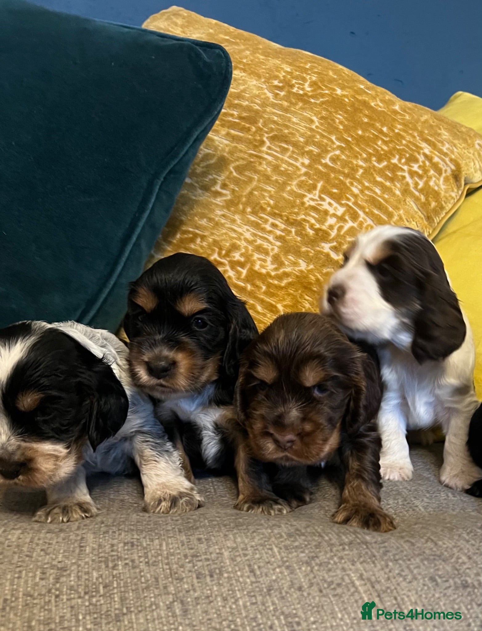 Cocker Spaniel dogs Show Type Cocker Spaniel Puppies - Advert 1