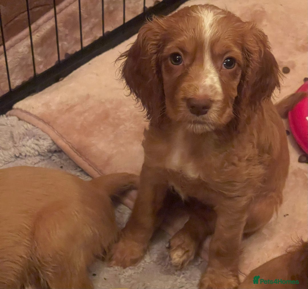 Cocker Spaniel dogs for sale: READY TO LEAVE COCKER SPANIEL FEMALE AVAILABLE  - Image 4