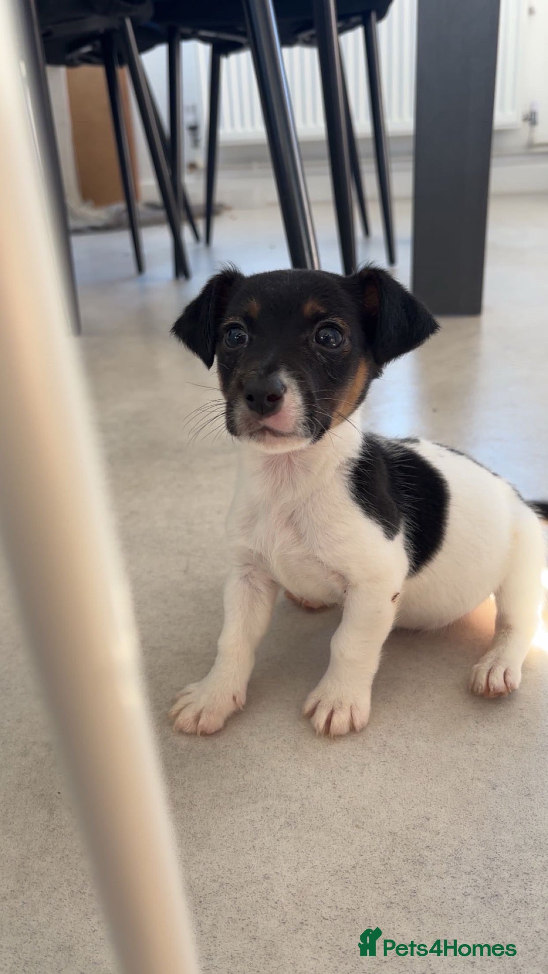 Jack Russell dogs Male Miniature Jack Russell puppy  - Advert 4