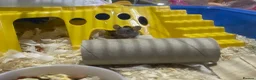 Mouse rodents for sale: 2 female mice  in Birmingham - Advert 1