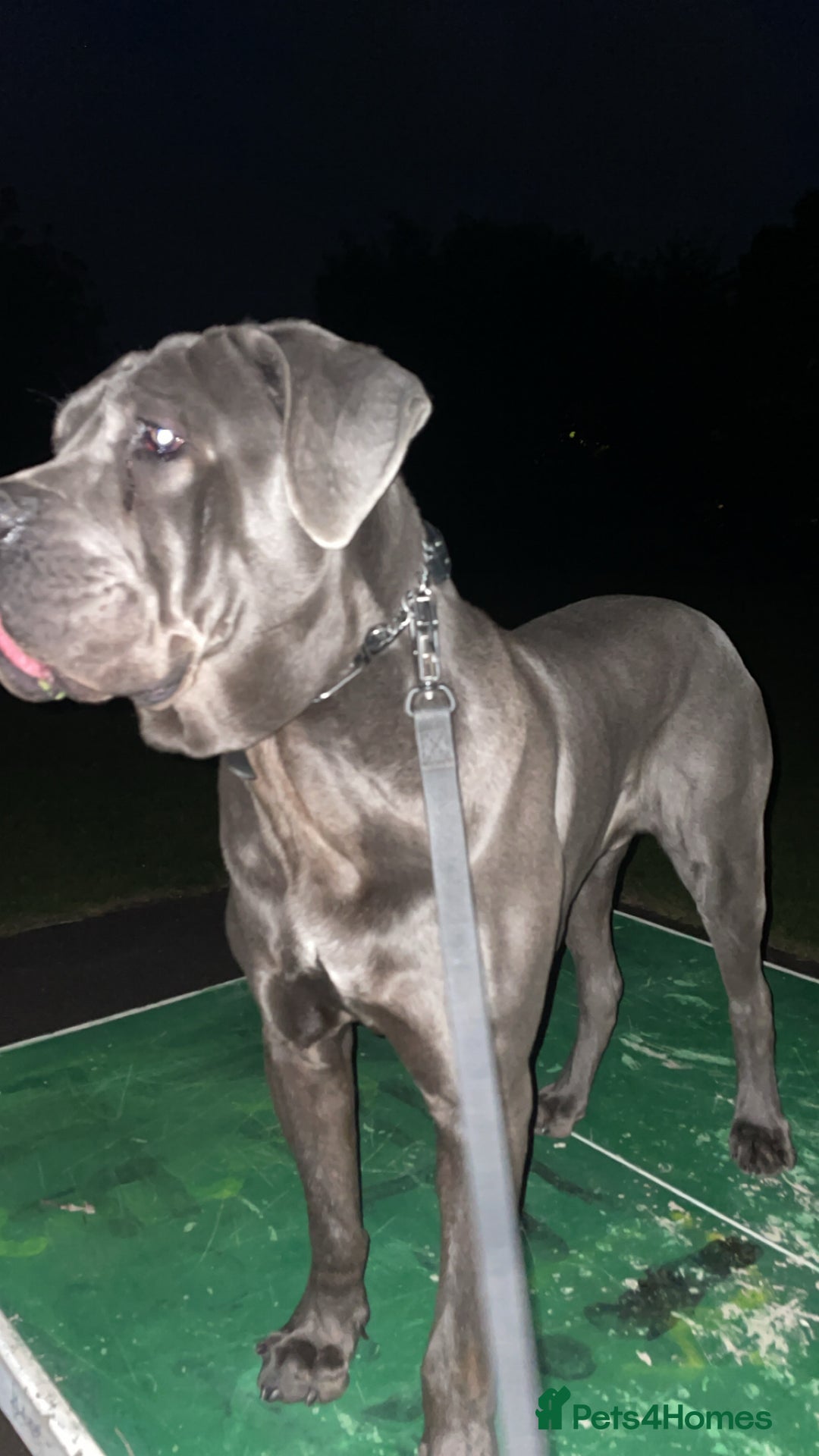 Cane Corso dogs for stud: Cane Corso male stud  - Image 5
