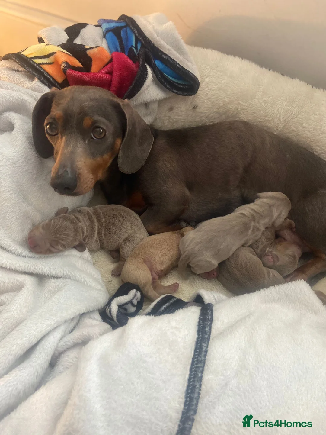 Miniature Dachshund dogs for stud: KC reg Isabella & Tan Stud! Free ovulation test in Stockton-on-Tees - Advert 24