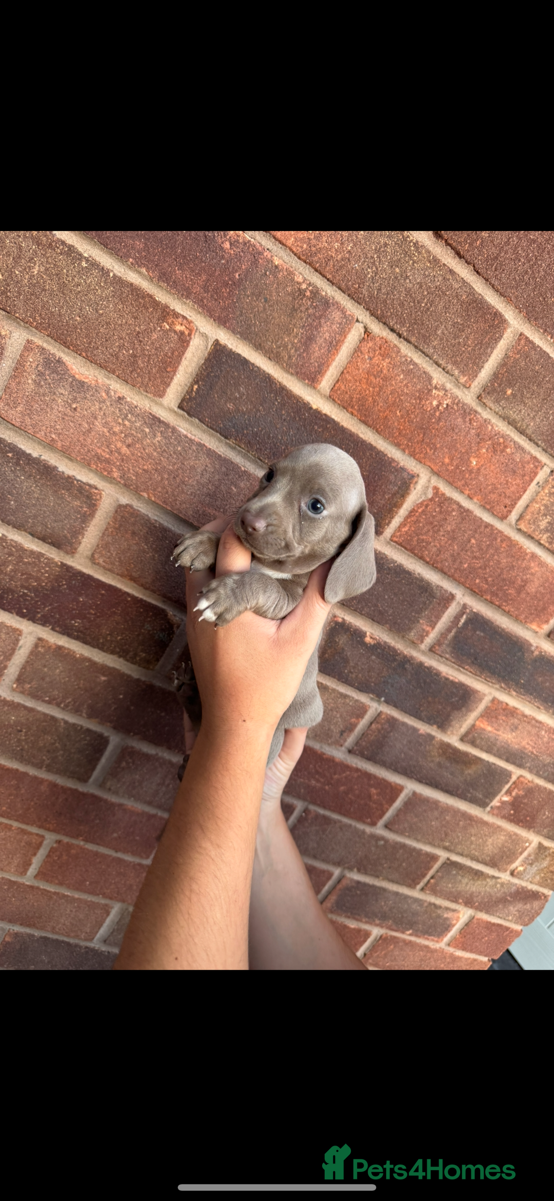 Miniature Dachshund dogs for sale: Miniature Dachsund Puppies (licensed breeder) - Image 5
