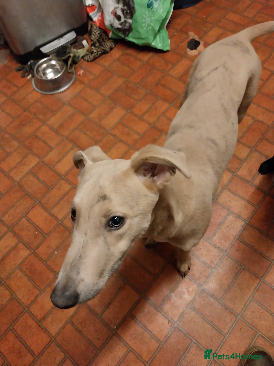 Lurcher dogs for sale: Lurcher - Advert 1