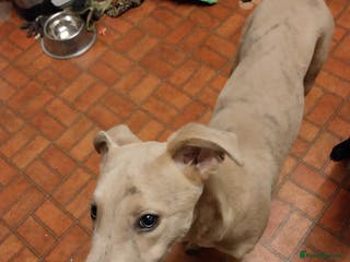 Lurcher dogs Lurcher - Advert 1