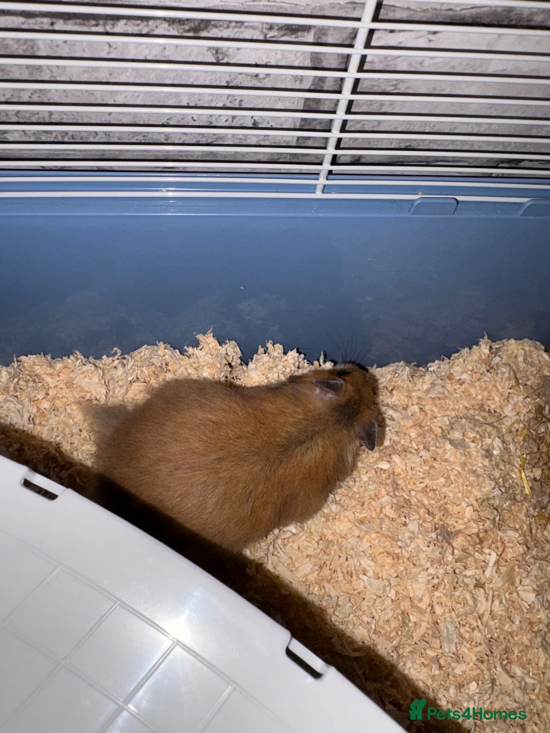 Hamster rodents for sale: Lilah  in Newcastle upon Tyne - Advert 2
