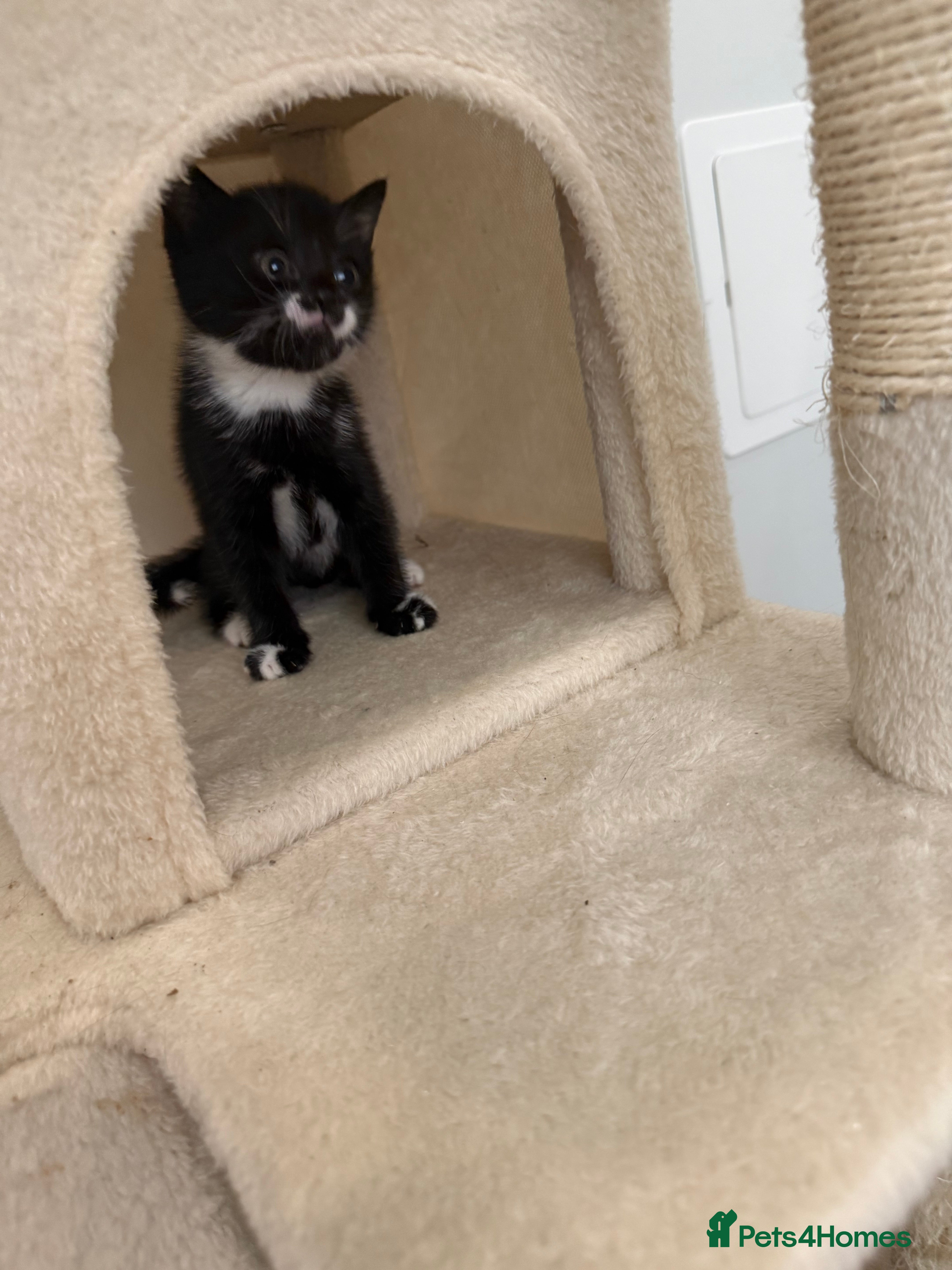 British Shorthair Kitten 4