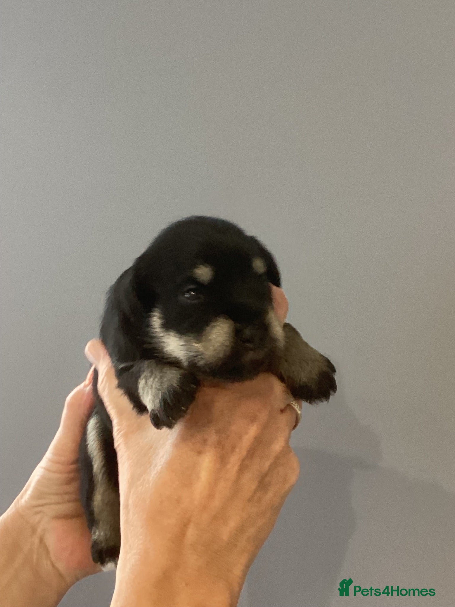 Miniature Schnauzer dogs Council licensed 5* Mini Schnauzer Breeders - Advert 2