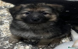 German Shepherd dogs for sale: German shepherd pups - Image 16
