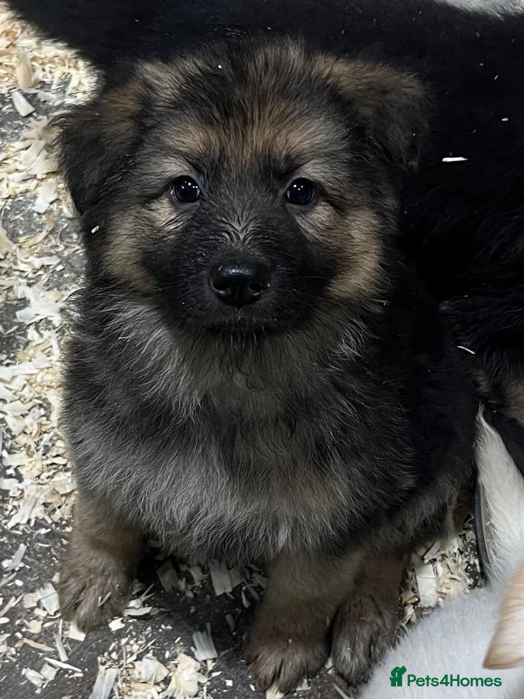 German Shepherd dogs for sale: German shepherd pups - Image 16