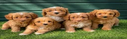 Cockapoo dogs for sale: Gorgeous Toy Cockapoo pups - Advert 1