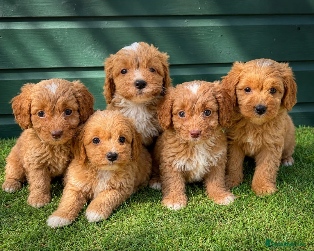 Cockapoo dogs for sale: Gorgeous Toy Cockapoo pups - Advert 1