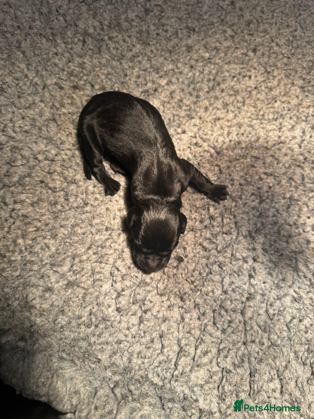 Labrador Retriever dogs for sale: 1st Class ⭐️⭐️⭐️⭐️⭐️ Licensed - Advert 4