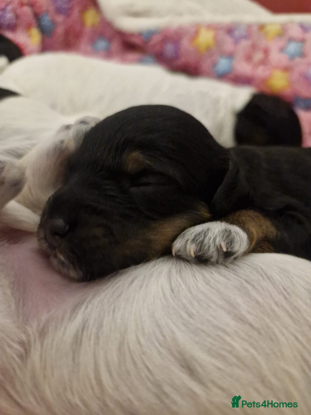 Cockapoo dogs for sale: Miniature cockapoo puppies  - Advert 9