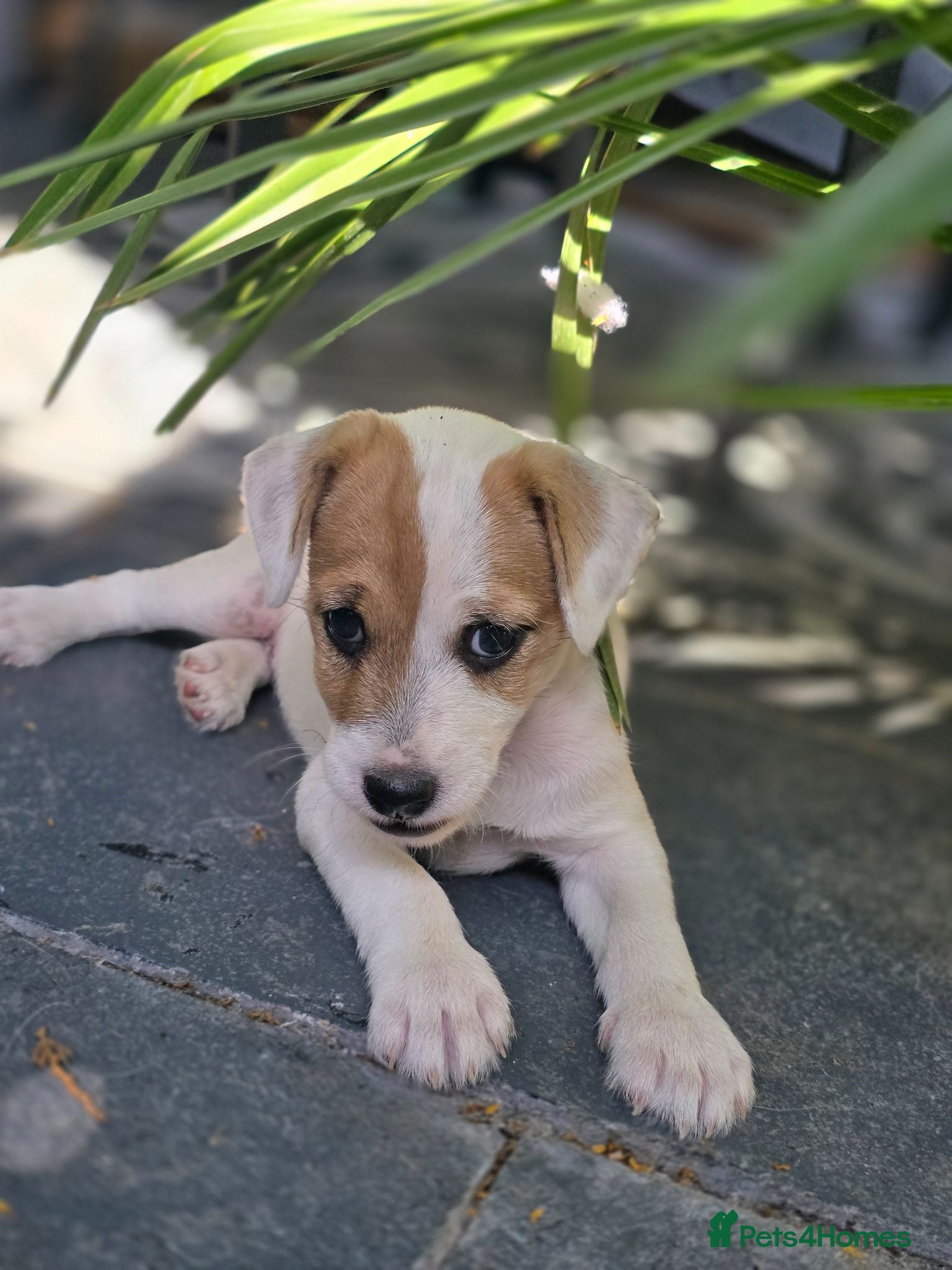 Jack Russell dogs One beautiful Jack Russel puppy - Advert 2