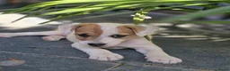Jack Russell dogs for sale: One beautiful Jack Russel puppy - Advert 2