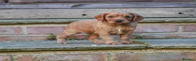 Cocker Spaniel Puppy 3