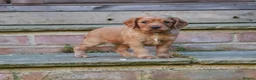Cocker Spaniel dogs for sale: Gorgeous Working Cocker Spaniel Pups  - Advert 34
