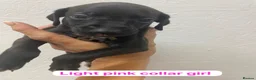 Italian Greyhound dogs for sale: 7/8 Italian greyhound puppies in Sutton Coldfield - Advert 10