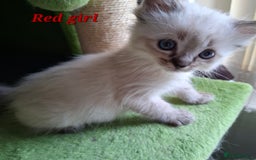 Ragdoll cats for sale: GCCF Gorgeous Pure Pedigree Ragdoll Kittens - Image 19