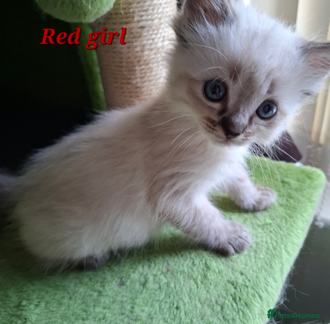 Ragdoll cats for sale: GCCF Gorgeous Pure Pedigree Ragdoll Kittens - Image 19