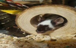 Mouse rodents for sale: Male mice - Image 7