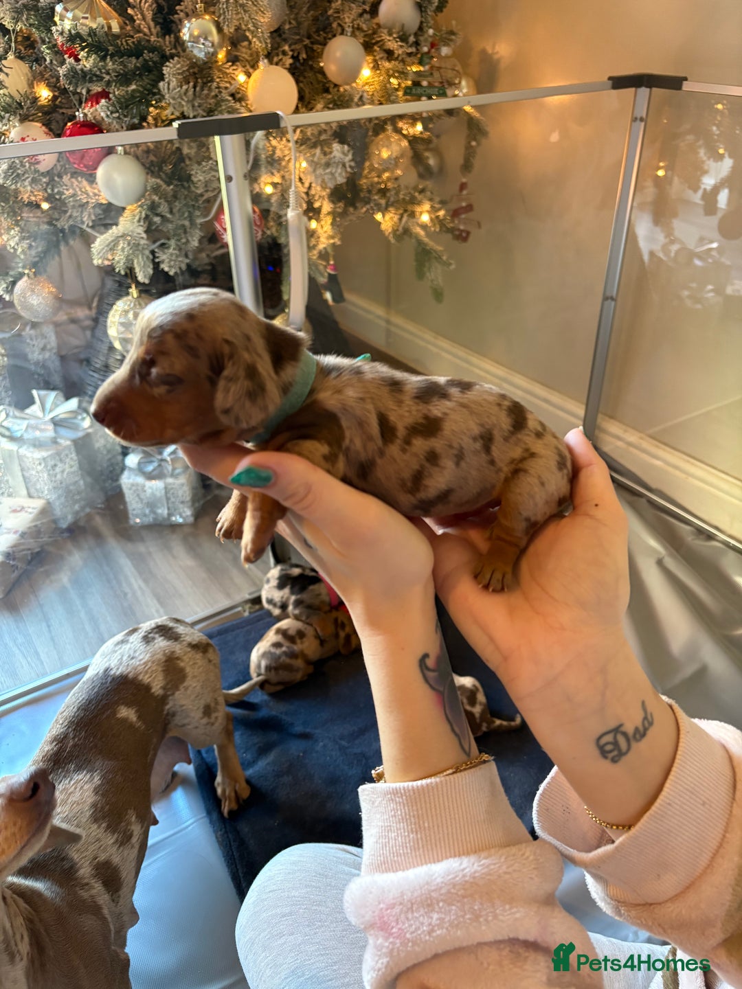 Miniature Dachshund dogs for sale: Miniature dachshund  - Advert 4