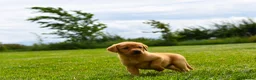Labrador Retriever dogs for sale: Top Deep Red Quality Labrador Puppies KC Reg  - Advert 5