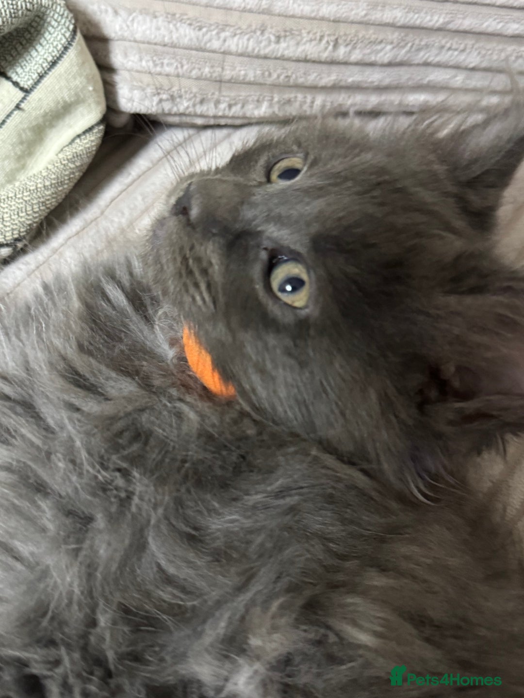 Maine Coon cats for sale: Adorable pure breed Maine coon Kittens’s for sale - Advert 14