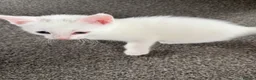 Mixed Breed cats for sale: 4 white kittens available soon  - Advert 6