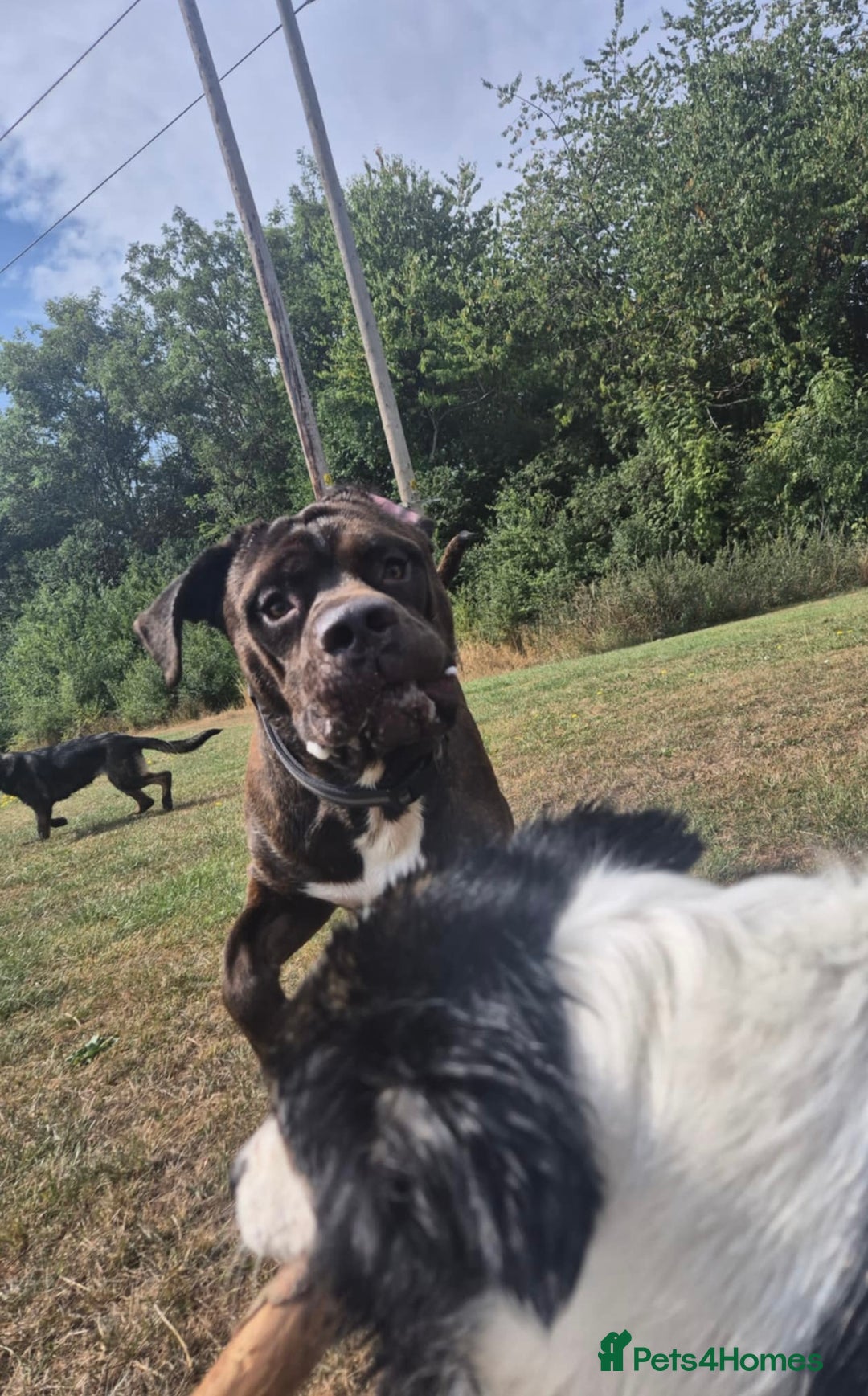 Mixed Breed dogs for sale: Sully (1 year old cane corso cross) - Image 11