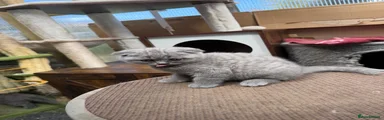 British Shorthair Kitten 2