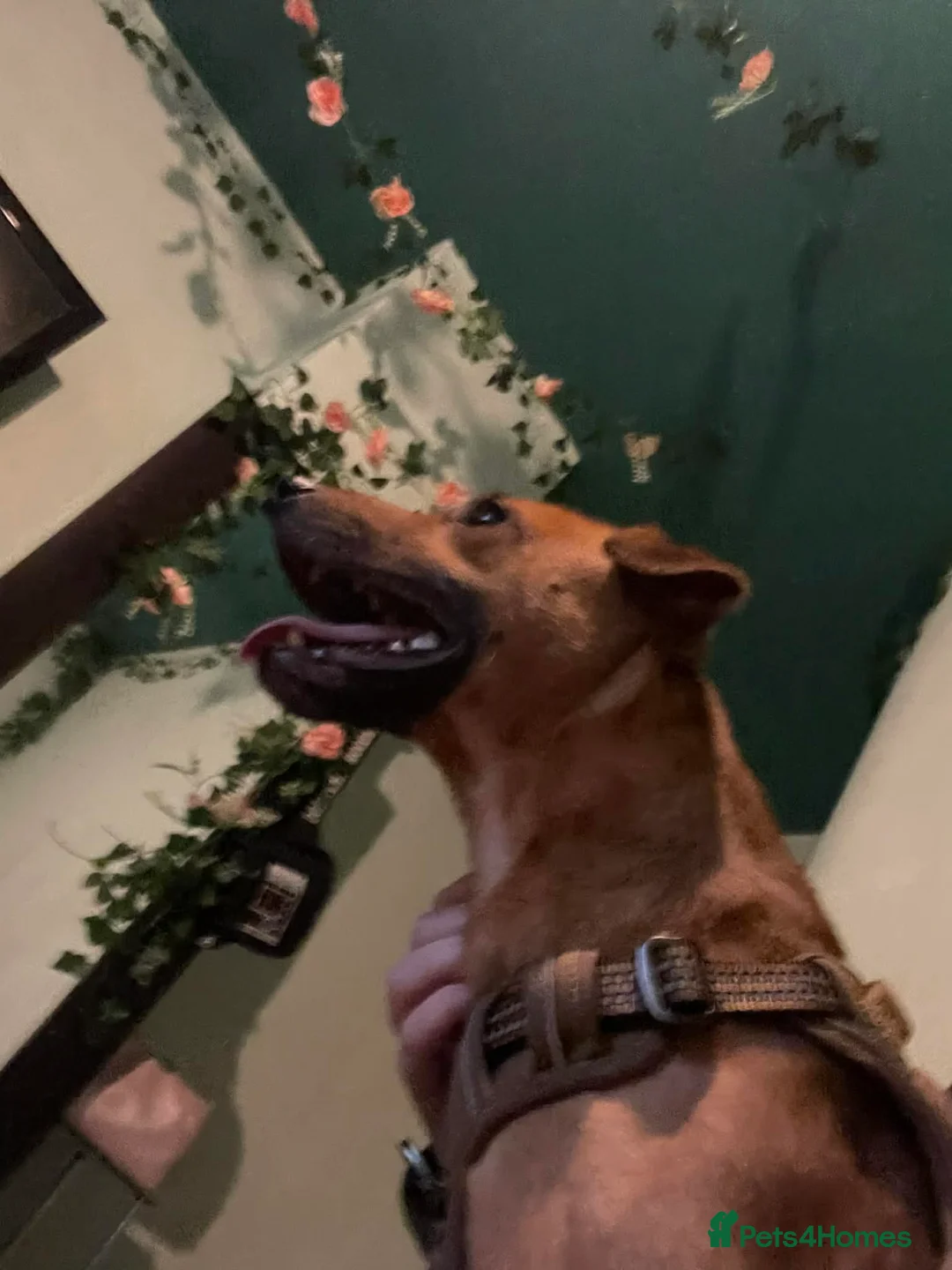 Patterjack dogs for sale: Male patterjack - Advert 2