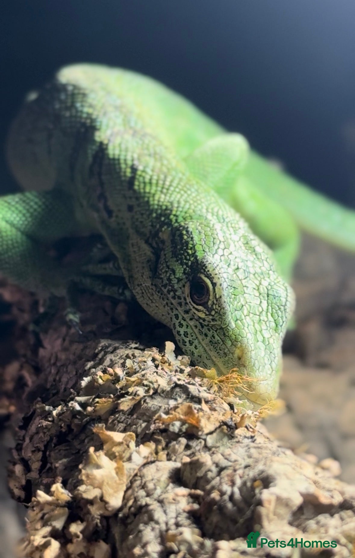 Monitor reptiles Male Green tree monitor  - Advert 12