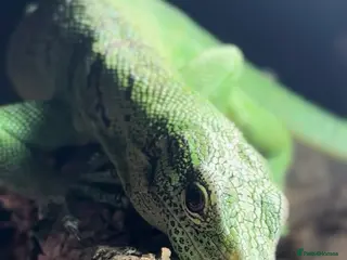 Monitor reptiles Male Green tree monitor - Advert 16