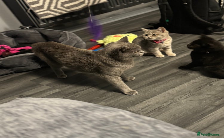 British Shorthair cats - Advert 11