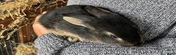Mixed Breed rabbits for sale: Beautiful Mixed Breed Baby Rabbits  - Advert 10